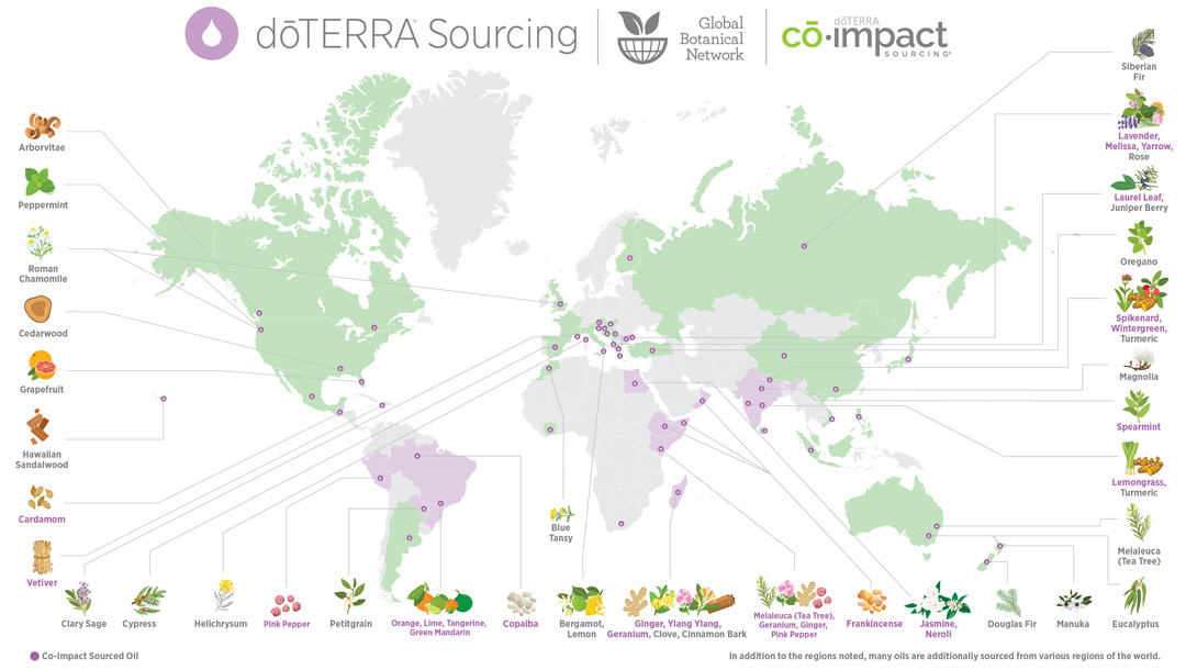 Image: Essential Oils Quality & Sourcing